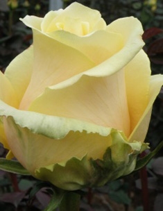 butterscotch