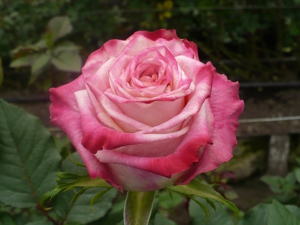 fragrant delicious