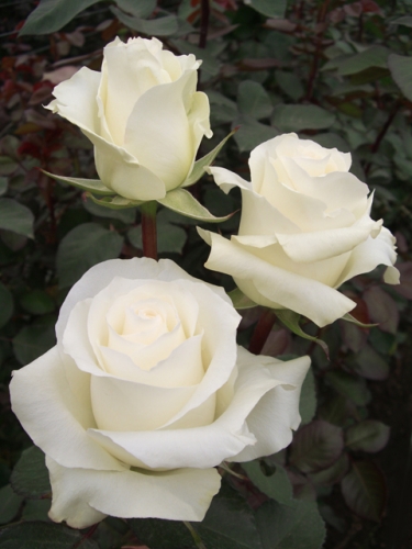 blanche