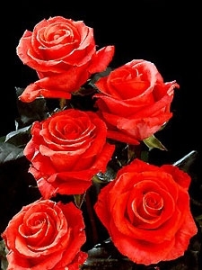 marjan