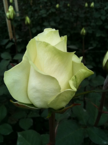 white ursus