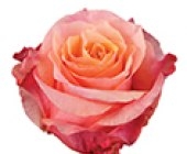 natures pink