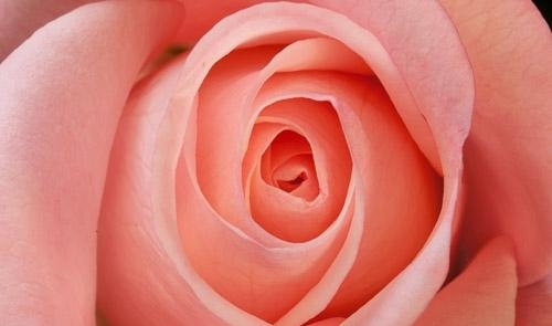 royal blush
