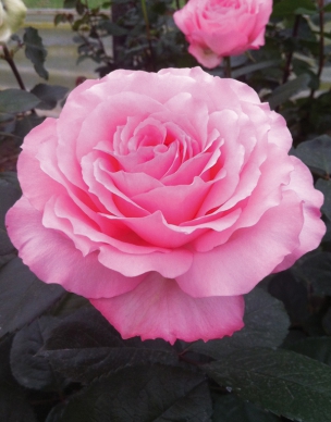 mayras pink
