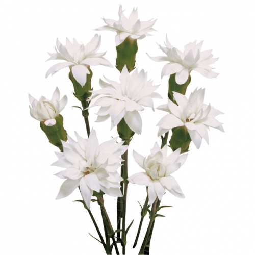 star snow tessino*