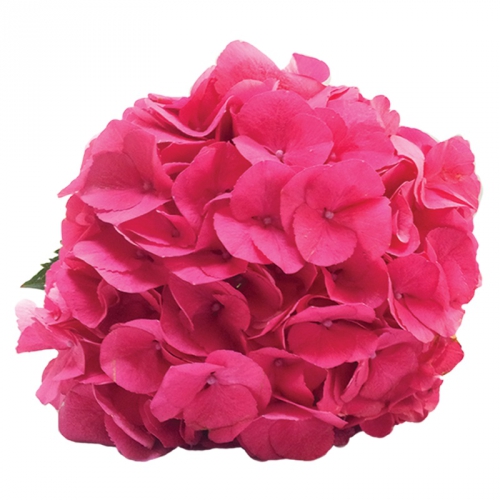 masja hot pink