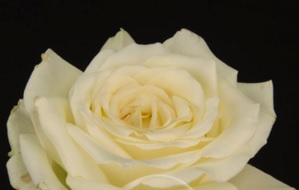 fragrant snow