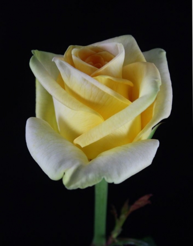 yellow finess