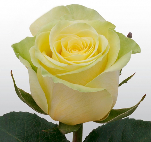 gelosia