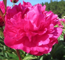 Red Sarah Bernhardt