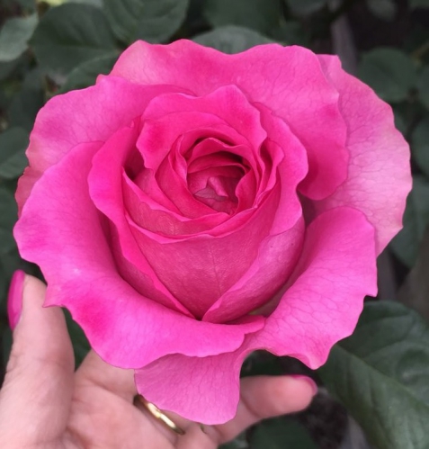 mayras fragrant