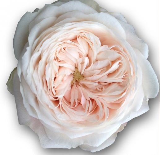 mansfield park