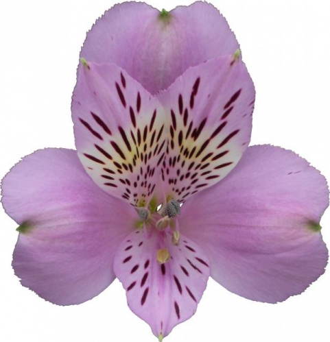 Jewel