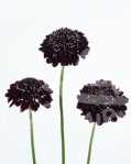 blackberry scoop