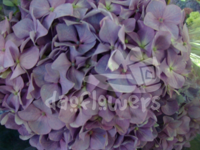 dutch lila natural