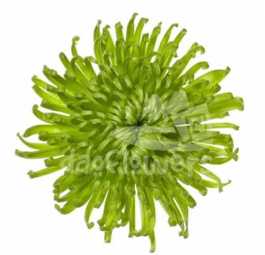 anastasia green