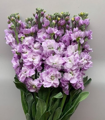 stock lilac-lavender