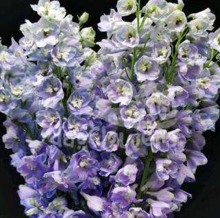 delphinium lavender