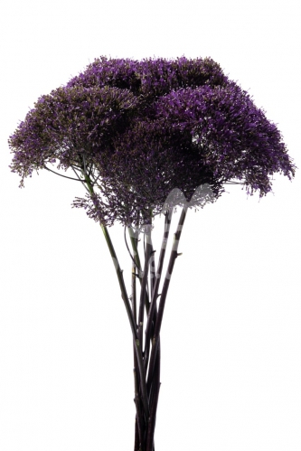 trachelium purple