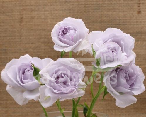 everlasting lavender*