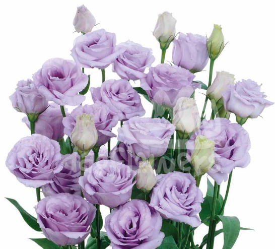 rosita 3 lavender