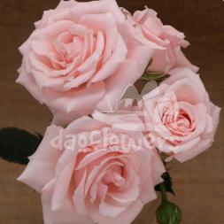 pink majolica*