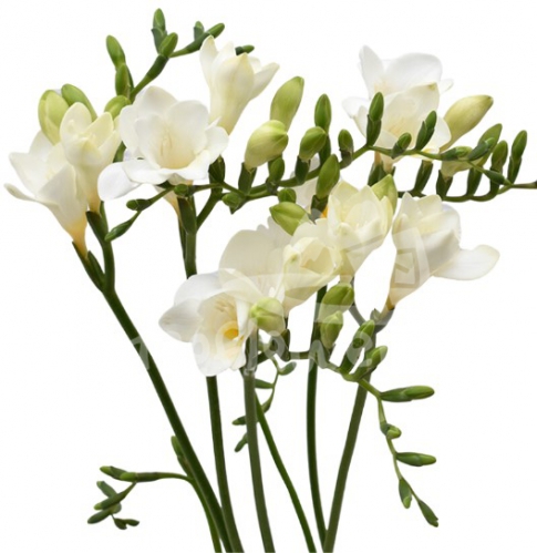 freesia white