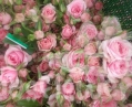 sweet dimension*