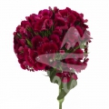 Kiwi Dark Red
