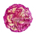 Cassiopea
