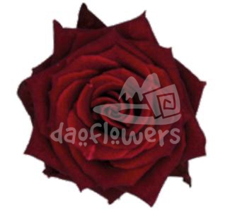 black baccara