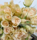 champagne blossoms*