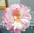 Fen ling hong hua