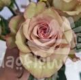 shabby chic