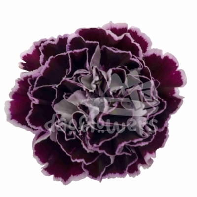 Nobbio Crochet