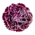 Nobbio Crochet