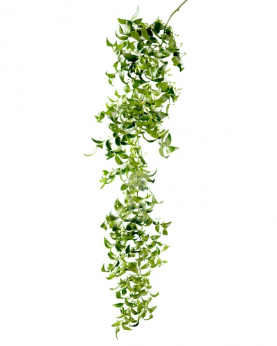 smilax