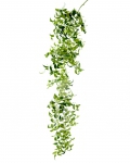 smilax