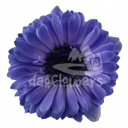 levante blue