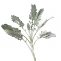 dusty miller