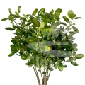 brillantina variegata
