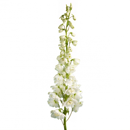 Hybrid White