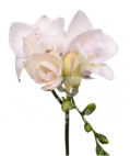 freesia light lavender