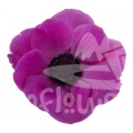 mistral fucsia
