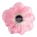 mistral rosa chiaro