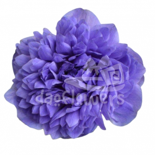 levante blue
