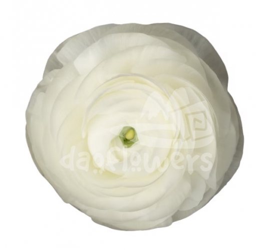 elegance white