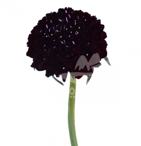 focal scoop maraschino