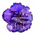 Bic Berry PNT