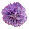Bic Lavender PNT